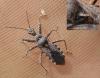 Coranus sp.